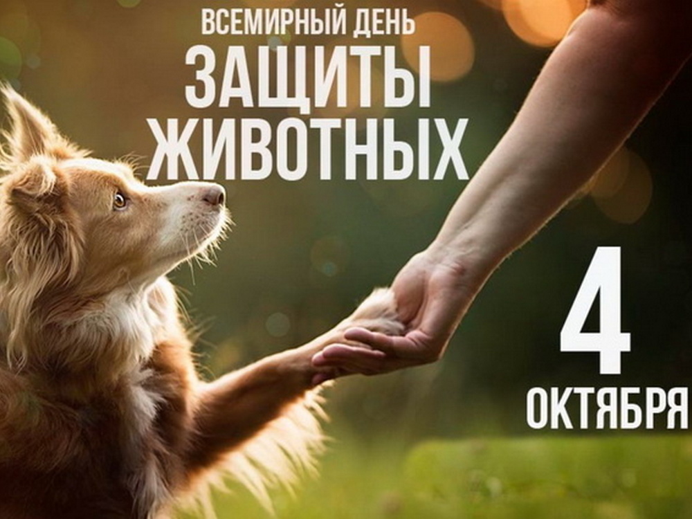 Изображение не найдено