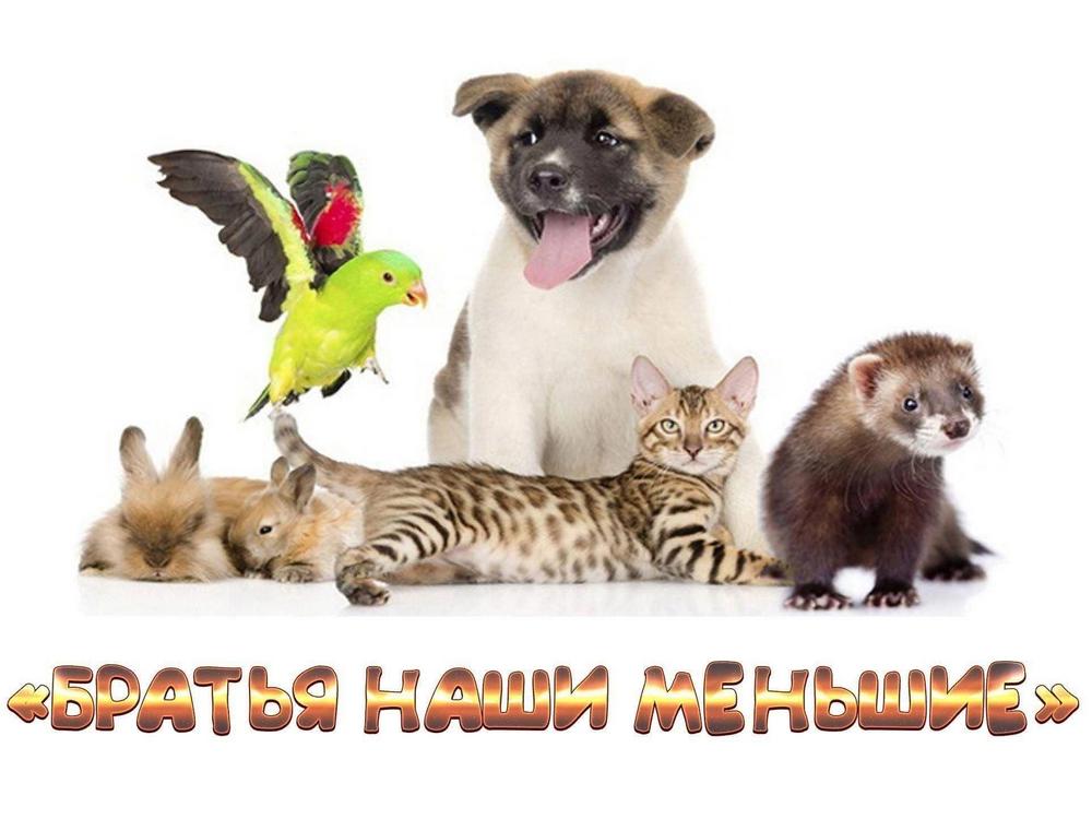 Изображение не найдено