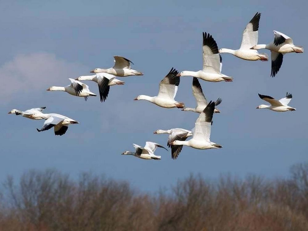 Изображение не найдено