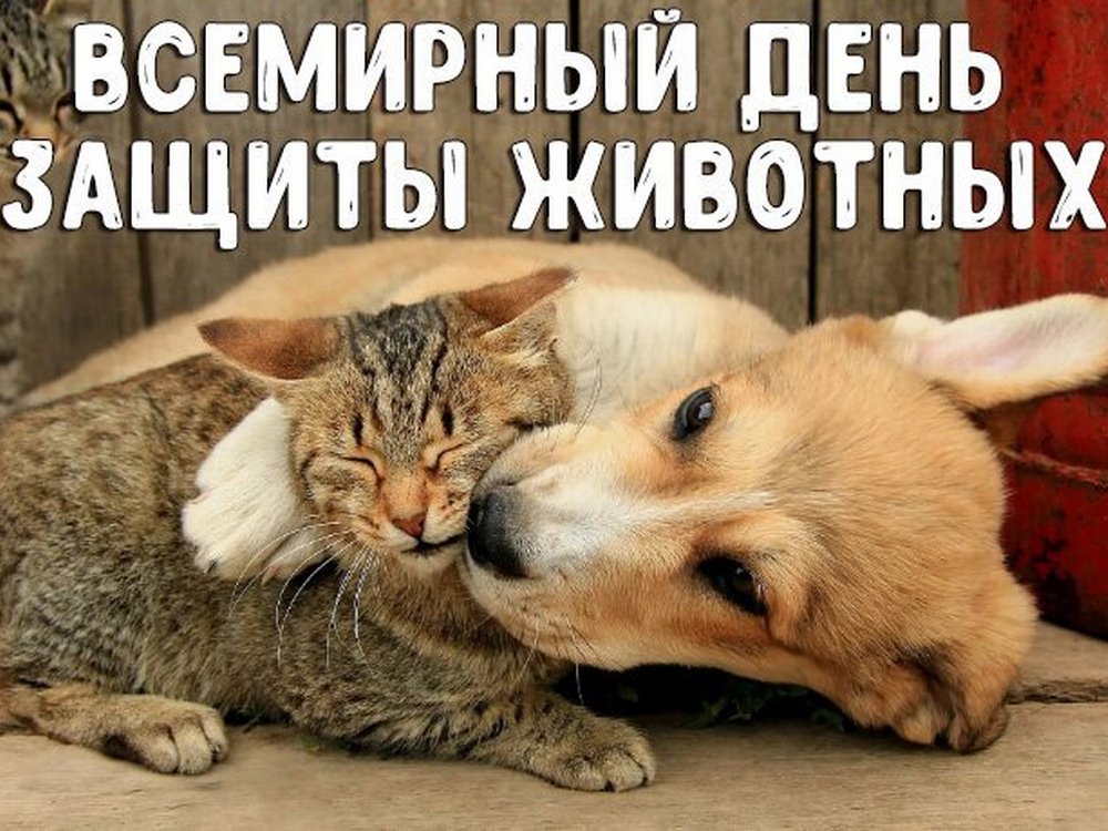 Изображение не найдено